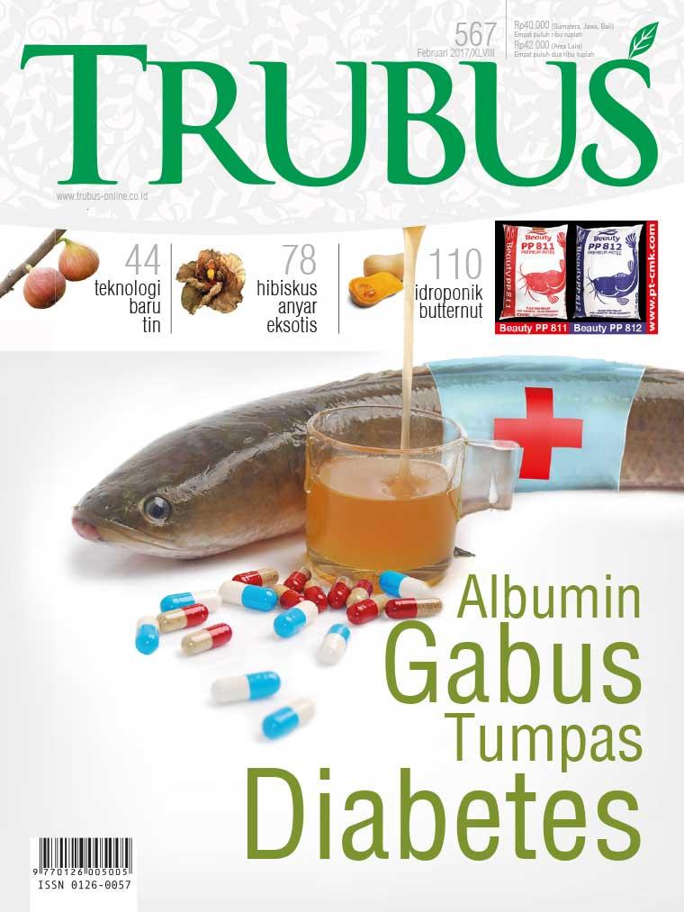 TRUBUS : ALBUMIN GABUS TUMPAS DIABETES